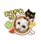 富安家の猫達2（個別スタンプ：7）
