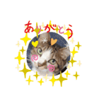 富安家の猫達2（個別スタンプ：8）