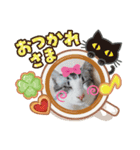 富安家の猫達2（個別スタンプ：9）