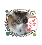 富安家の猫達2（個別スタンプ：10）