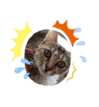 富安家の猫達2（個別スタンプ：12）