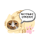 富安家の猫達2（個別スタンプ：13）