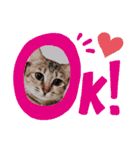 富安家の猫達2（個別スタンプ：14）