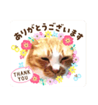 富安家の猫達2（個別スタンプ：15）