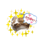 富安家の猫達2（個別スタンプ：16）