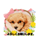 うちの子モナスタンプ2（個別スタンプ：3）