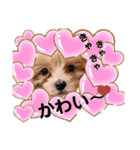 うちの子モナスタンプ2（個別スタンプ：21）