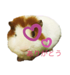 モルモットぶちさんこつめさん続（個別スタンプ：1）