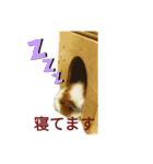 モルモットぶちさんこつめさん続（個別スタンプ：3）