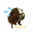 モルモットぶちさんこつめさん続（個別スタンプ：4）