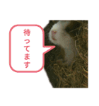 モルモットぶちさんこつめさん続（個別スタンプ：5）