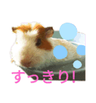 モルモットぶちさんこつめさん続（個別スタンプ：7）
