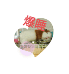モルモットぶちさんこつめさん続（個別スタンプ：9）