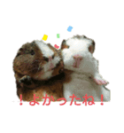 モルモットぶちさんこつめさん続（個別スタンプ：11）