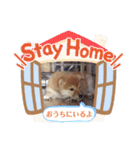 柴犬タフ♂（個別スタンプ：1）