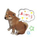 柴犬タフ♂（個別スタンプ：5）