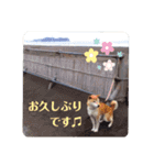 柴犬タフ♂（個別スタンプ：6）