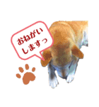 柴犬タフ♂（個別スタンプ：7）