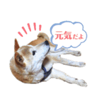 柴犬タフ♂（個別スタンプ：10）