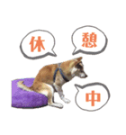 柴犬タフ♂（個別スタンプ：12）