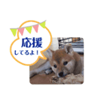 柴犬タフ♂（個別スタンプ：13）