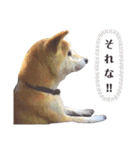 柴犬タフ♂（個別スタンプ：14）