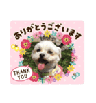 家のニコちゃん1203（個別スタンプ：4）