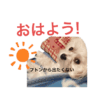 ゴハスタンプ（個別スタンプ：1）