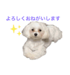 ゴハスタンプ（個別スタンプ：9）