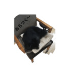 ブラックタンのポメラニアンまるスタンプ（個別スタンプ：3）