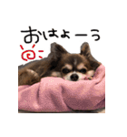 チワワのごんたくんスタンプ（個別スタンプ：2）