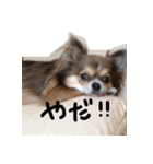 チワワのごんたくんスタンプ（個別スタンプ：4）