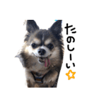 チワワのごんたくんスタンプ（個別スタンプ：7）