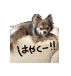 チワワのごんたくんスタンプ（個別スタンプ：21）