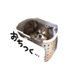 チワワのごんたくんスタンプ（個別スタンプ：29）