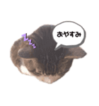 さちとまっくとサフィとシフォン（個別スタンプ：3）