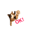 世界のメルちゃん1（個別スタンプ：5）