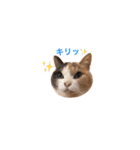 世界のメルちゃん1（個別スタンプ：14）
