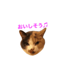 世界のメルちゃん1（個別スタンプ：23）