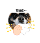 らぶりー クレア（個別スタンプ：1）