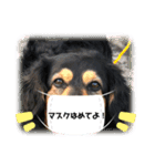 MIX犬のりんちゃん（個別スタンプ：1）