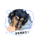 MIX犬のりんちゃん（個別スタンプ：4）