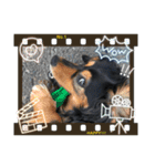 MIX犬のりんちゃん（個別スタンプ：8）