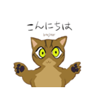 キジトラ＆ハチワレ（個別スタンプ：1）