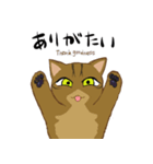 キジトラ＆ハチワレ（個別スタンプ：7）
