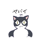 キジトラ＆ハチワレ（個別スタンプ：12）