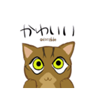 キジトラ＆ハチワレ（個別スタンプ：37）