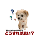 我が家のハーフ犬ポメチ⑥（個別スタンプ：1）