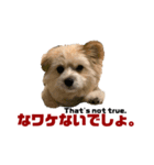 我が家のハーフ犬ポメチ⑥（個別スタンプ：2）