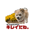 我が家のハーフ犬ポメチ⑥（個別スタンプ：3）